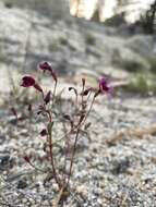 Erythranthe purpurea (A. L. Grant) N. S. Fraga resmi