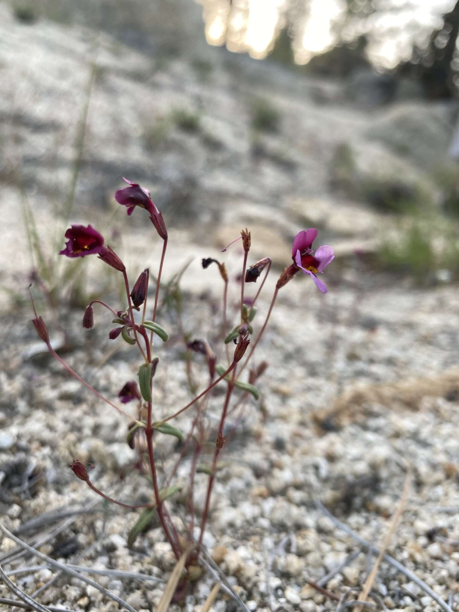 Erythranthe purpurea (A. L. Grant) N. S. Fraga resmi