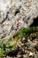 Plancia ëd Saxifraga cernua L.