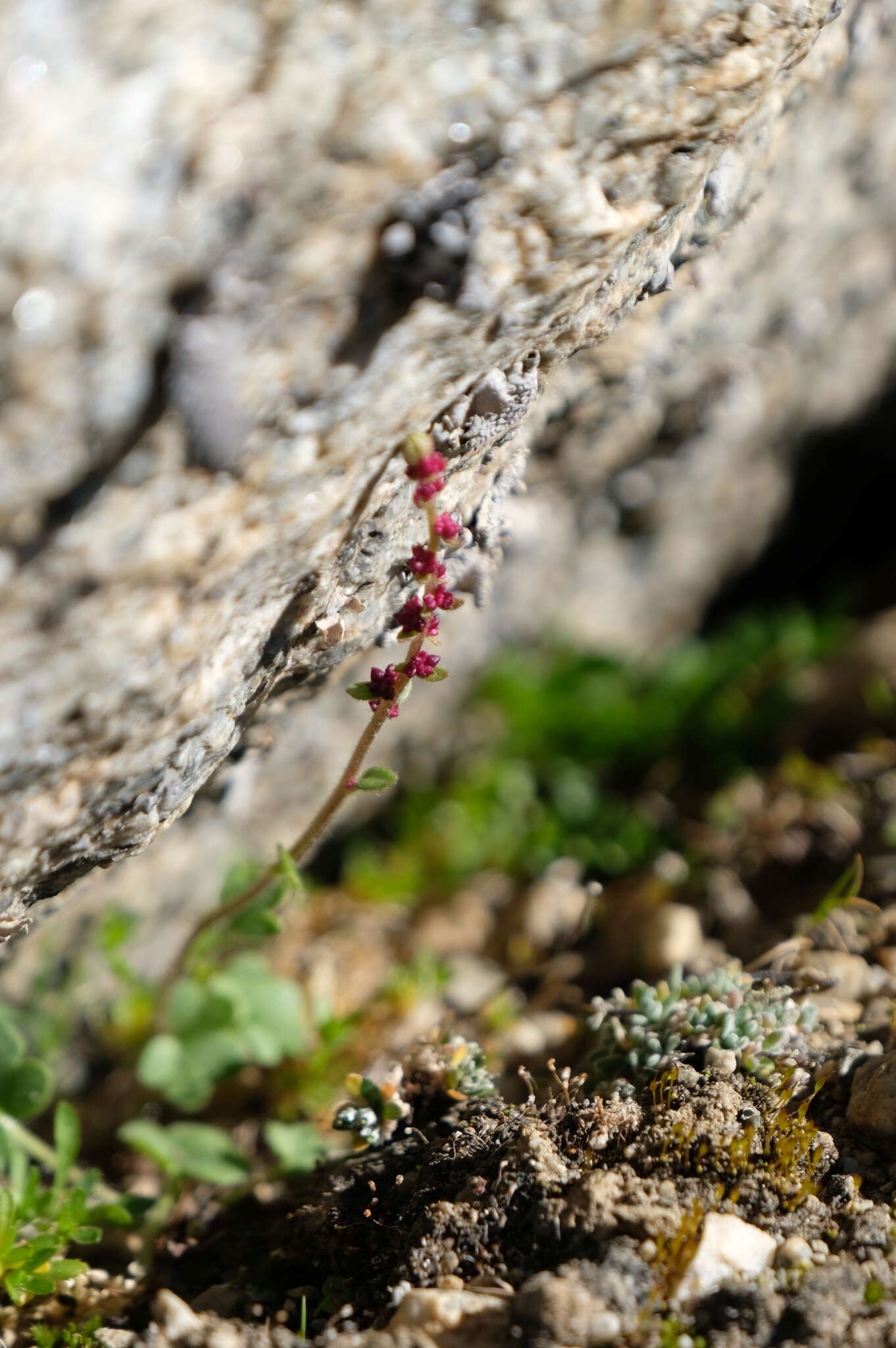 Plancia ëd Saxifraga cernua L.