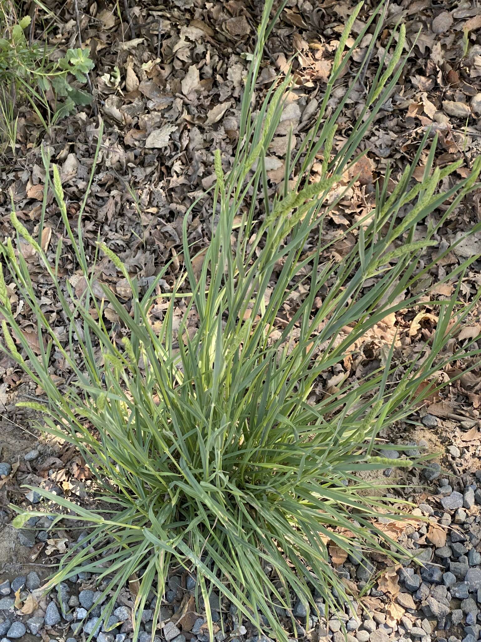 Image of hood canarygrass