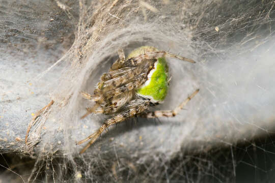 Image de Araneus detrimentosus (O. Pickard-Cambridge 1889)