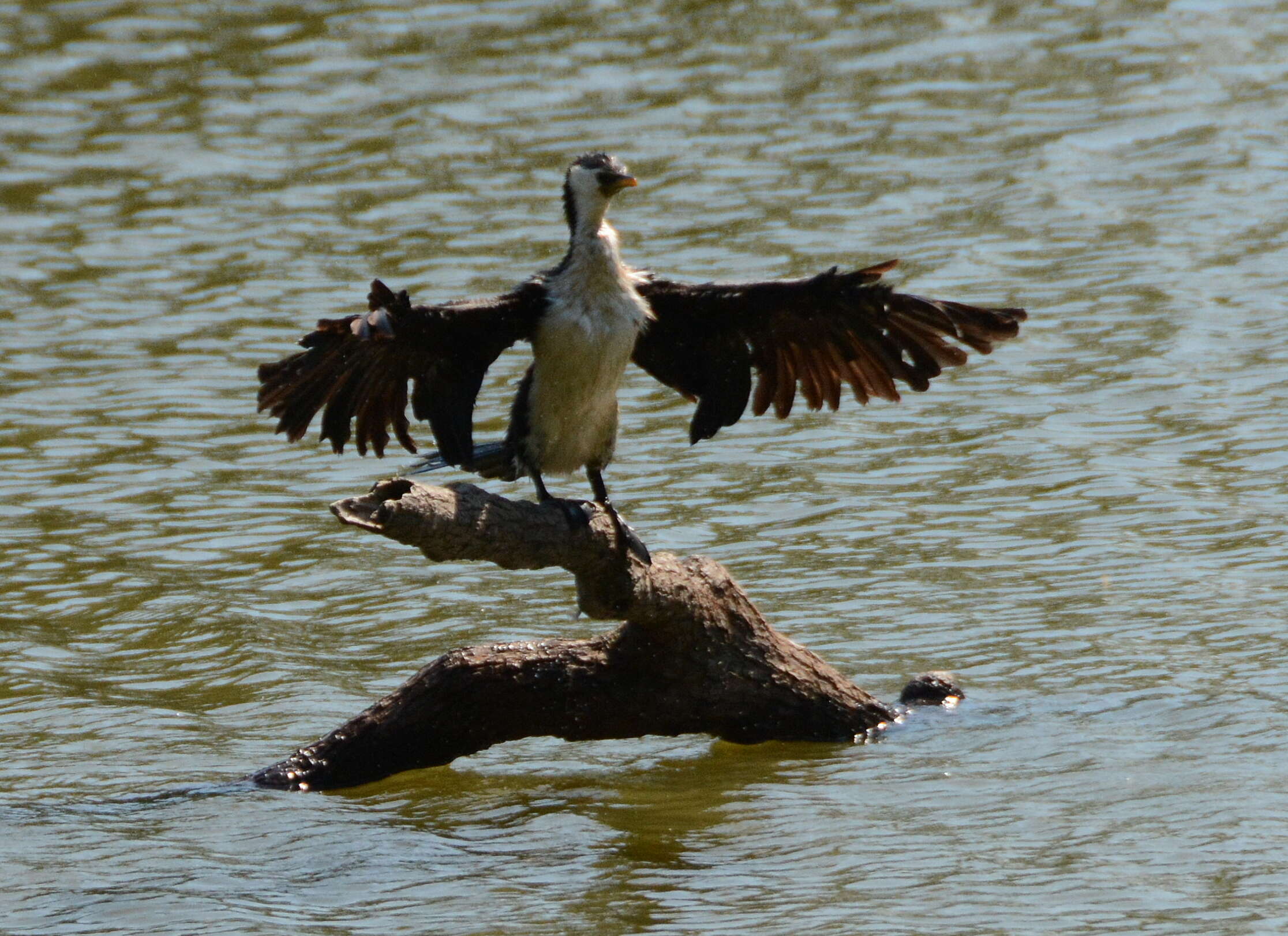 Image of Little Pied Cormorant