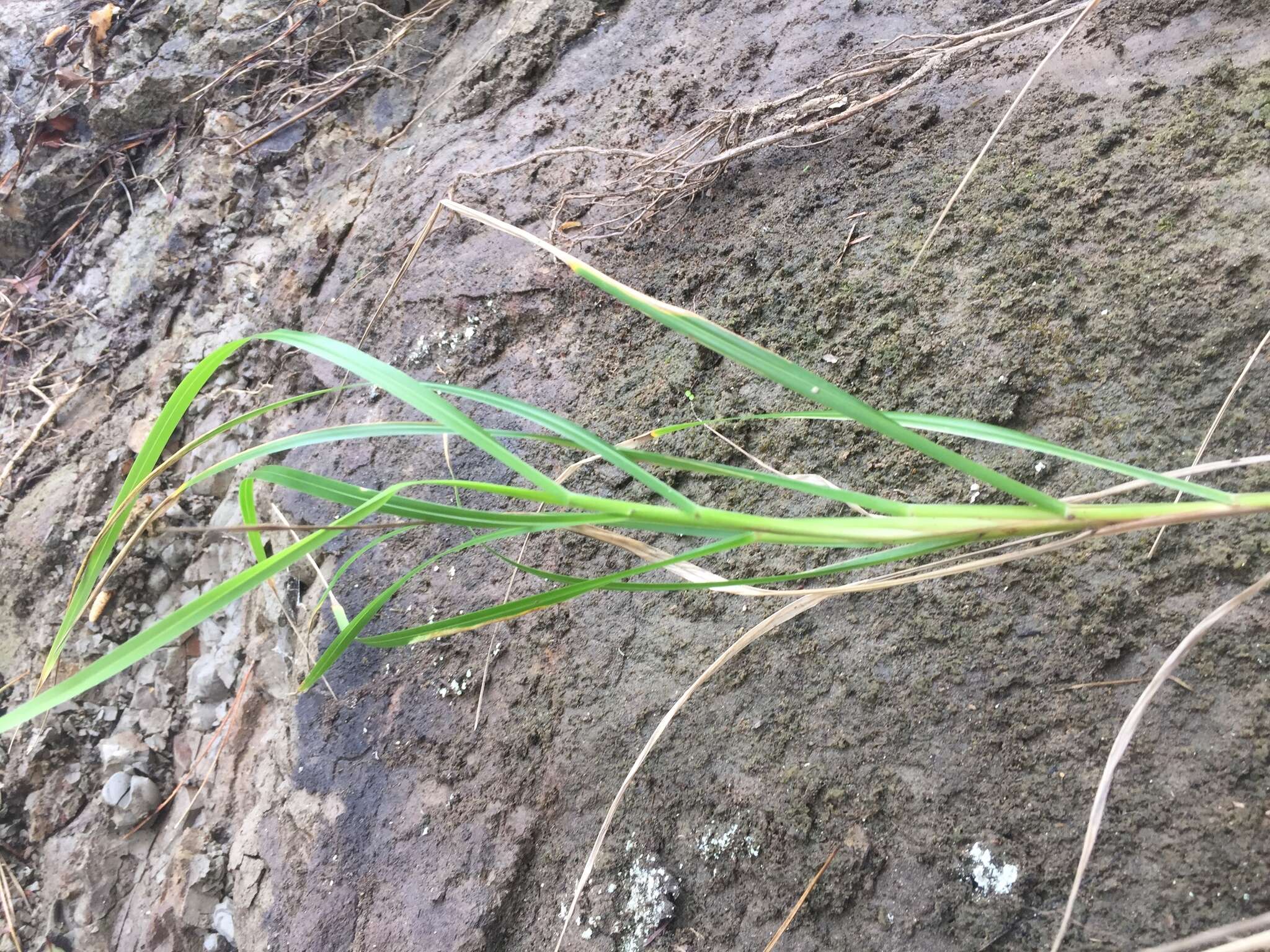 Image of Poa anceps G. Forst.