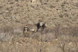 Image of Hartmann's Mountain Zebra