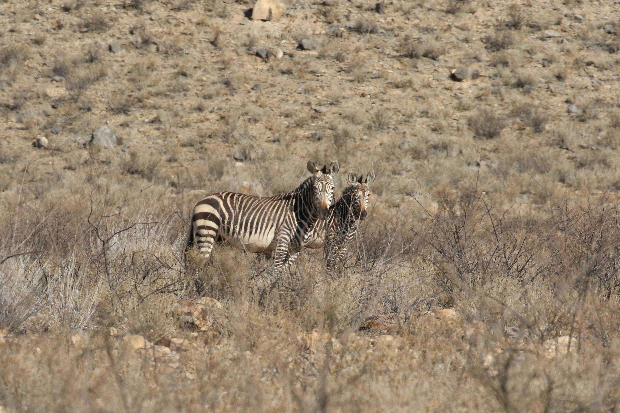 Image of Hartmann's Mountain Zebra