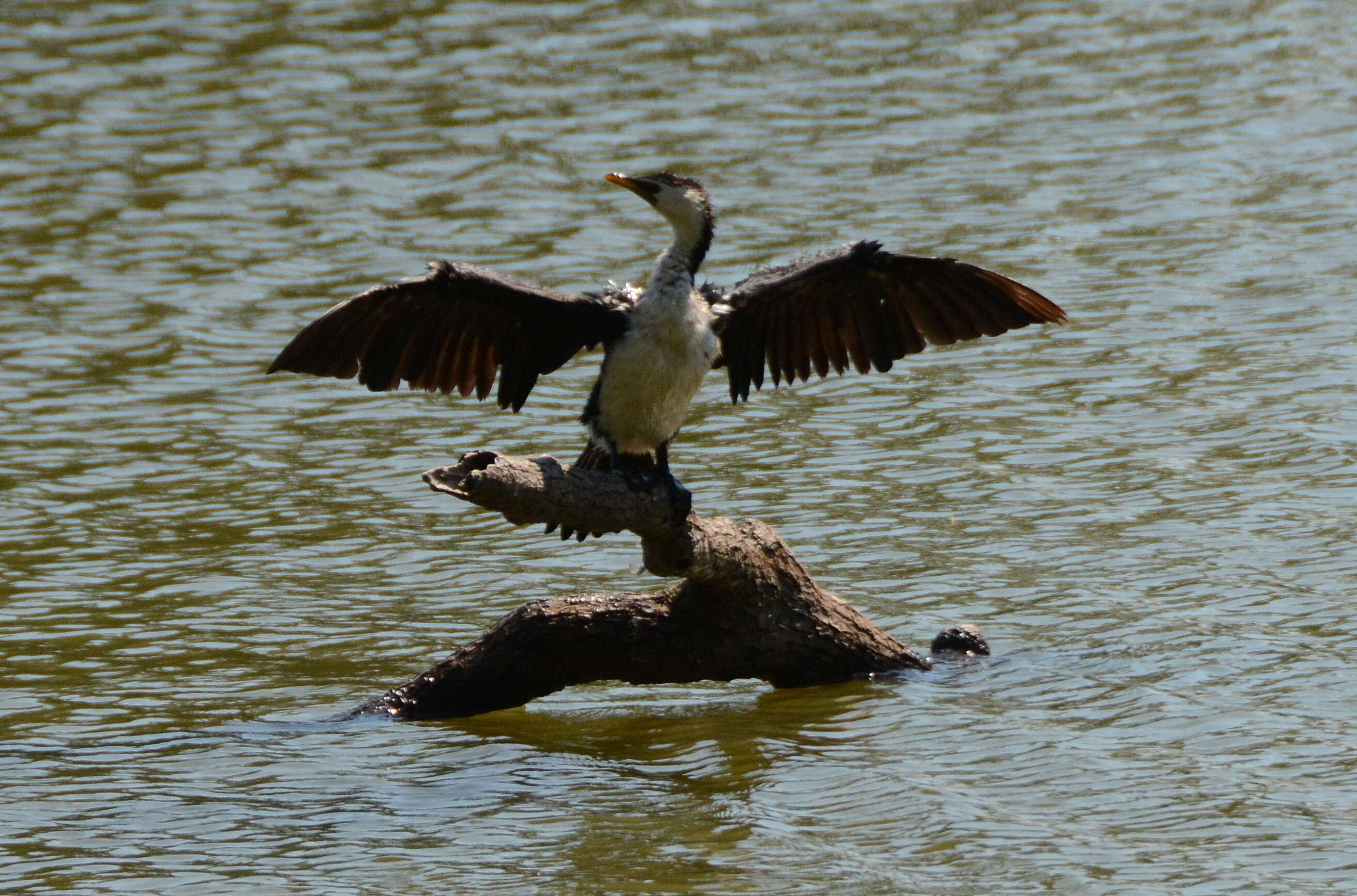 Image of Little Pied Cormorant