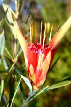 Image of Lambertia formosa Sm.