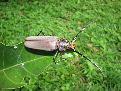 Image of Orthomegas monnei (Bleuzen 1993)