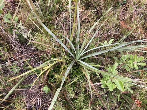 Imagem de Eryngium yuccifolium var. synchaetum Gray ex J. M. Coult. & Rose