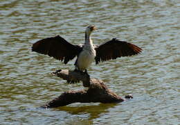 Image of Little Pied Cormorant