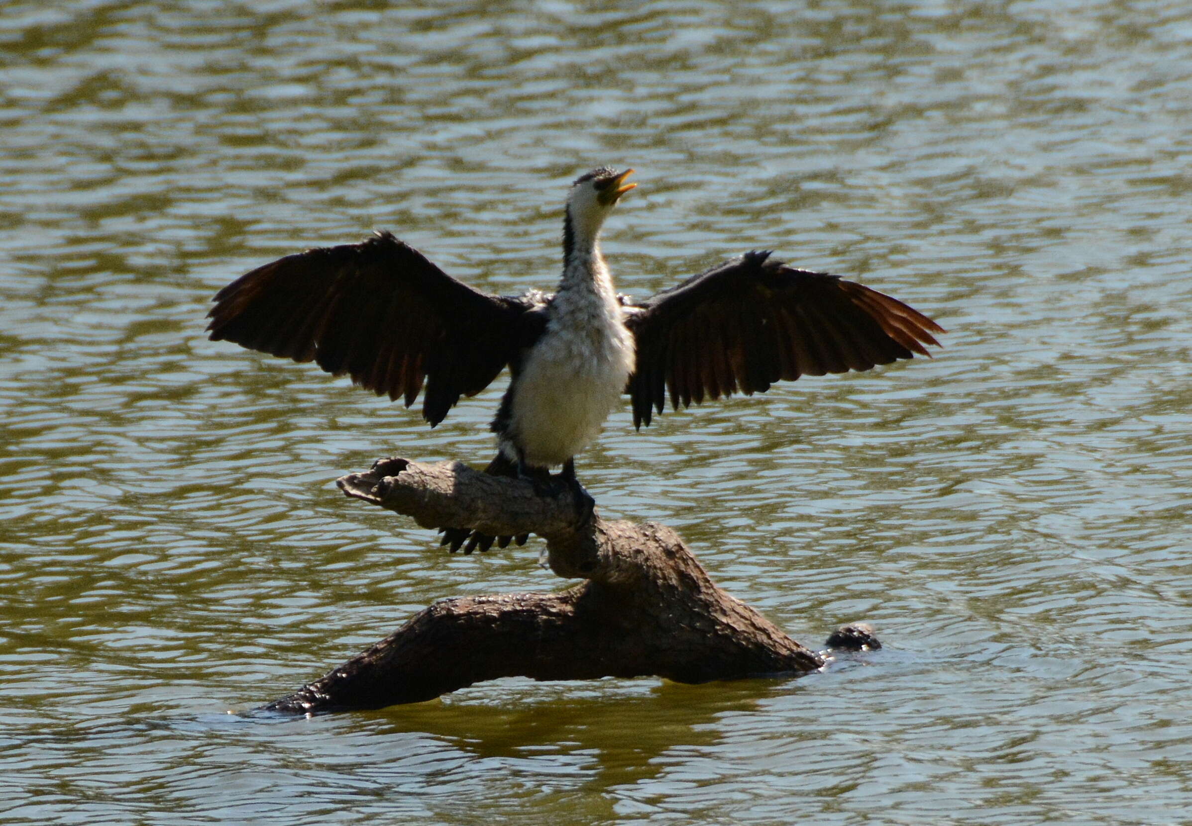 Image of Little Pied Cormorant