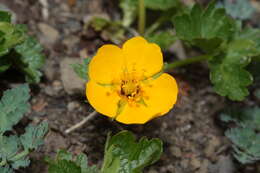 Image of high mountain cinquefoil