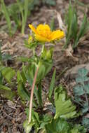 Image of high mountain cinquefoil