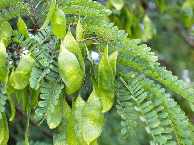 Image of African weeping-wattle