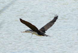 Image of Australian Pied Cormorant