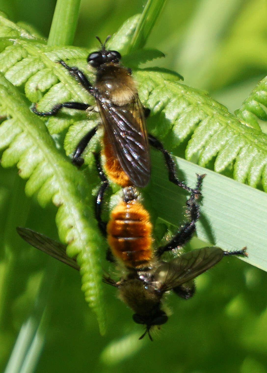 Image of Laphria janus McAtee 1919