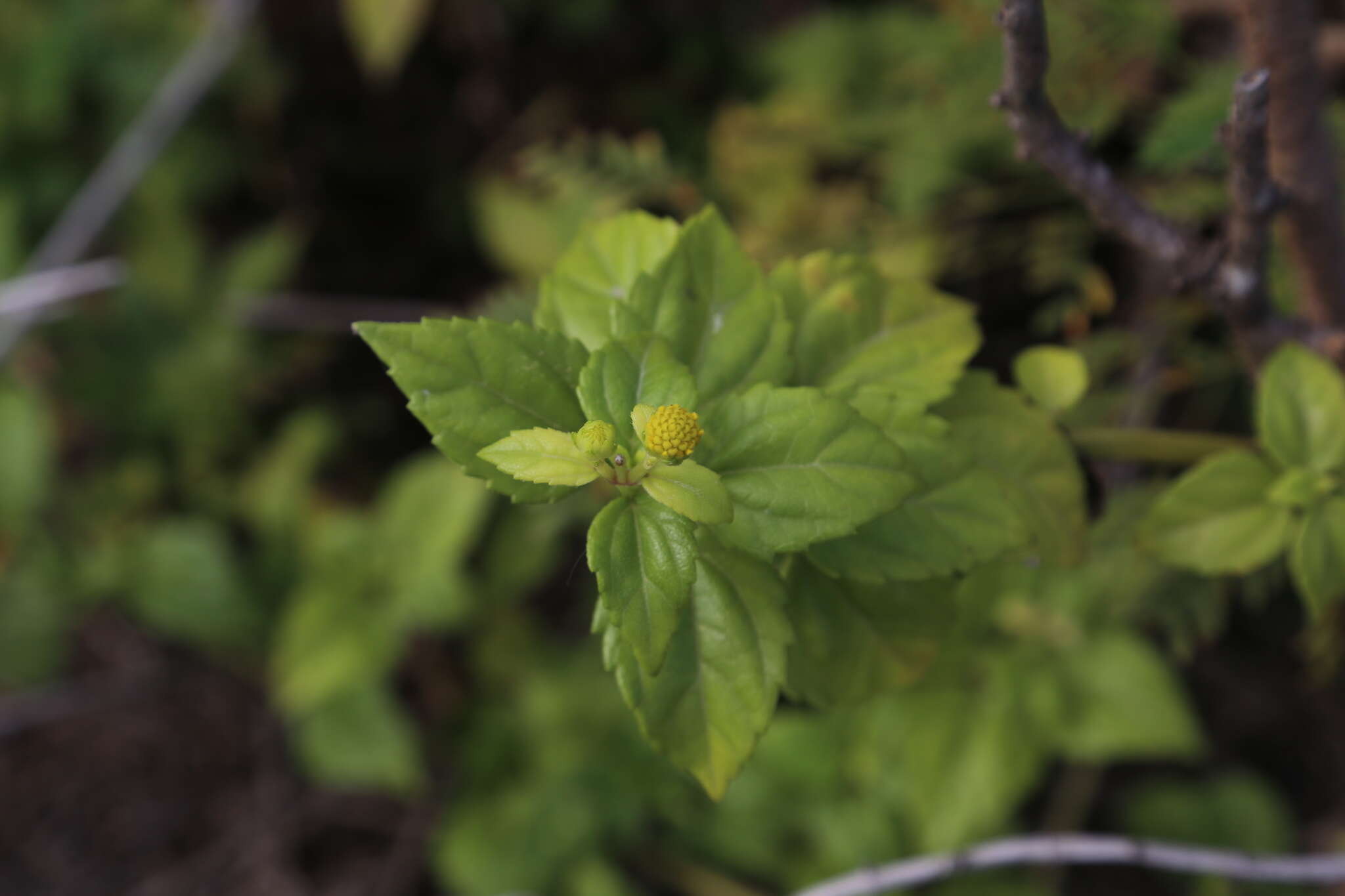 Image of Melanthera robusta (Makino) K. Ohashi & H. Ohashi