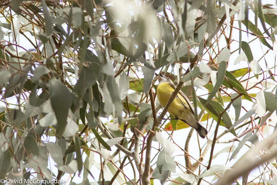 Image of White-throated Gerygone