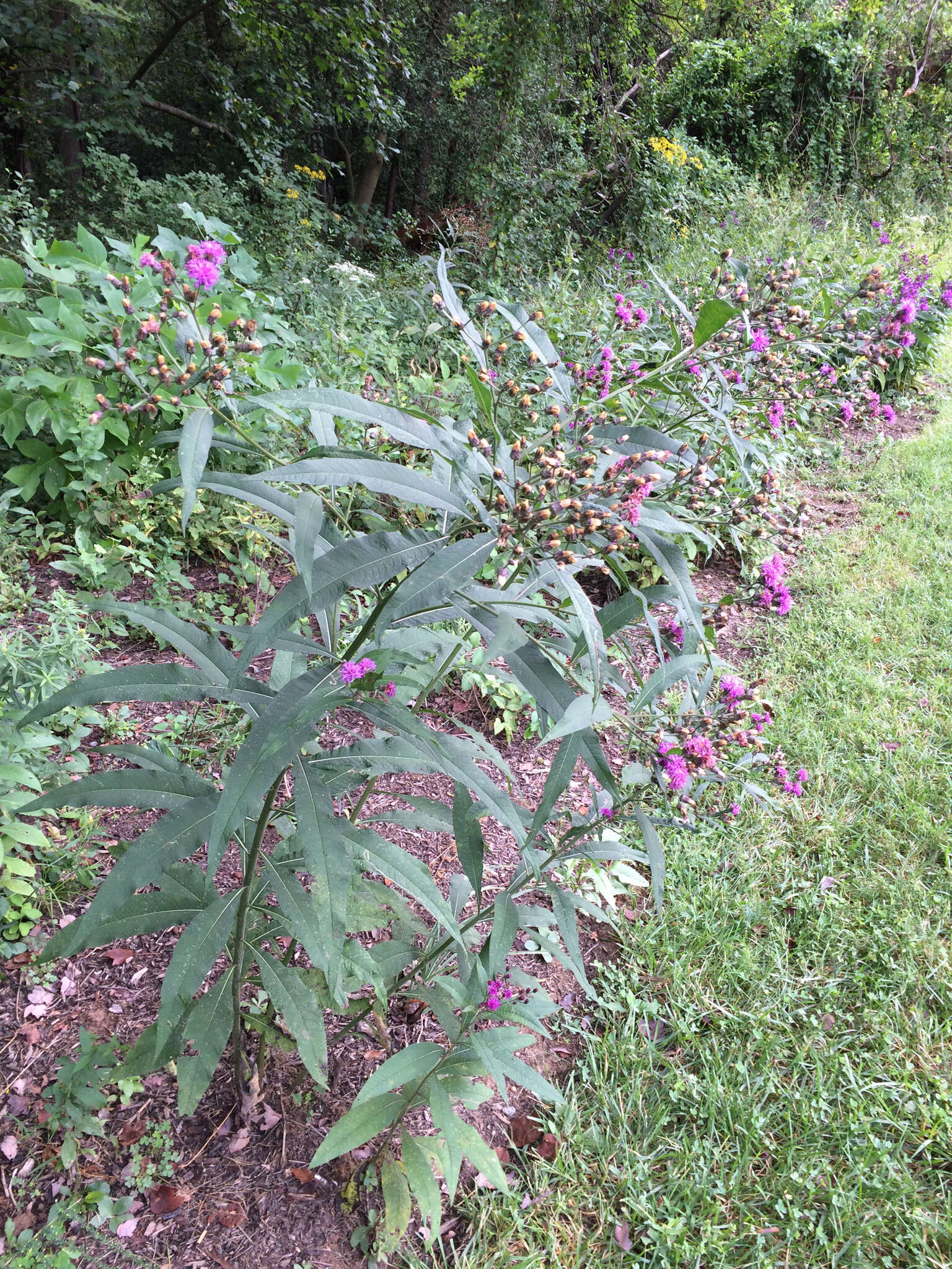 Imagem de Vernonia noveboracensis (L.) Willd.