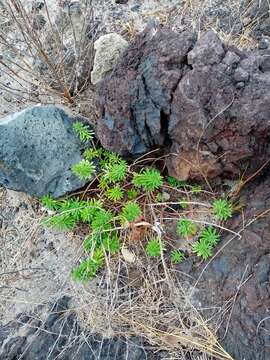 Слика од Euphorbia azorica Hochst.