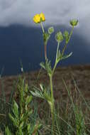 Image of Mountain-Meadow Cinquefoil