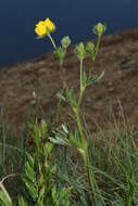 Image of Mountain-Meadow Cinquefoil