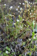 Image of Cerastium glutinosum Fries