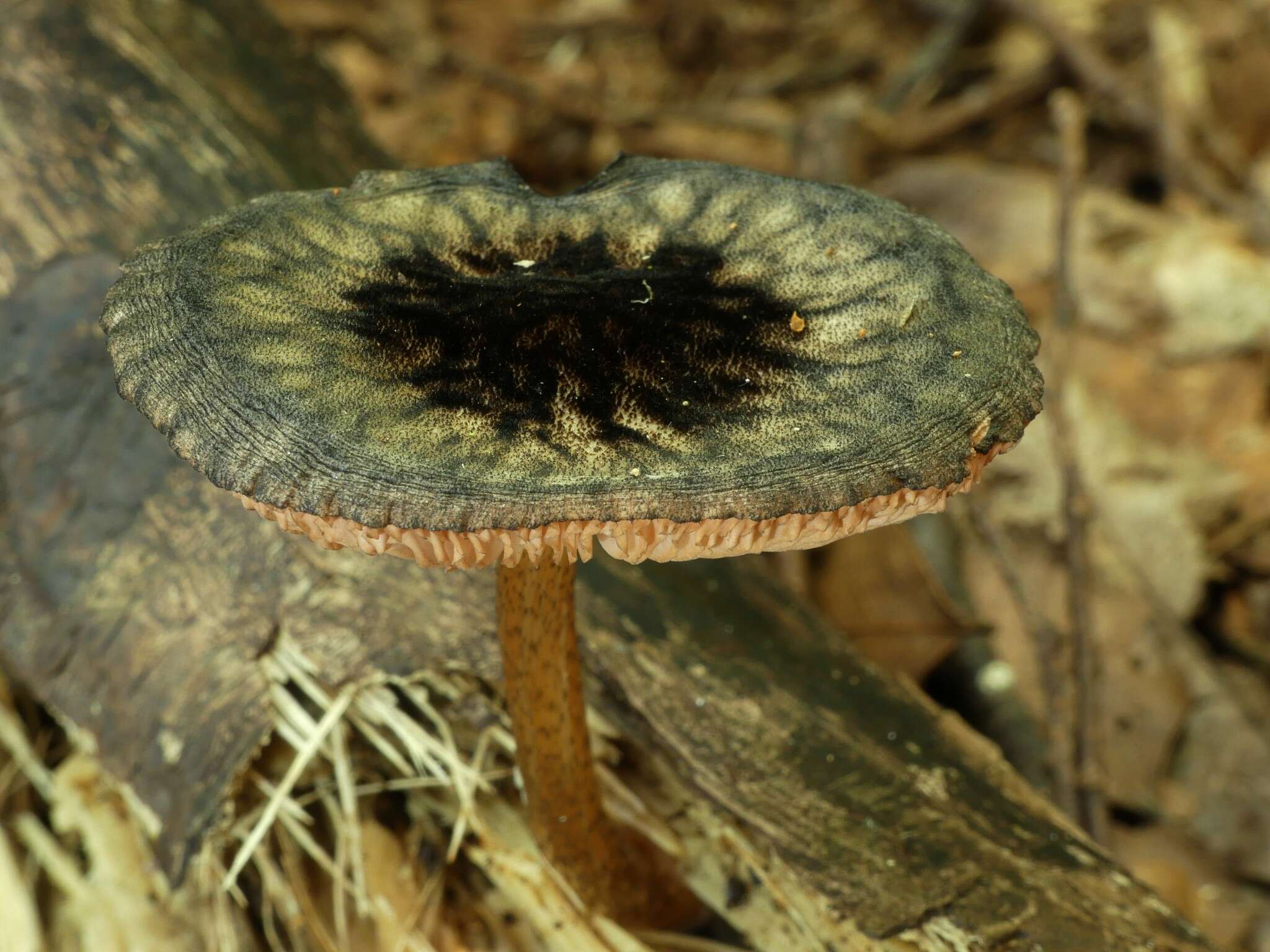 Image of Pluteus perroseus E. Horak 1983