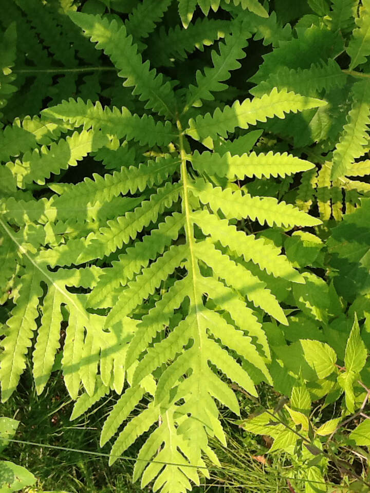 Image of sensitive fern