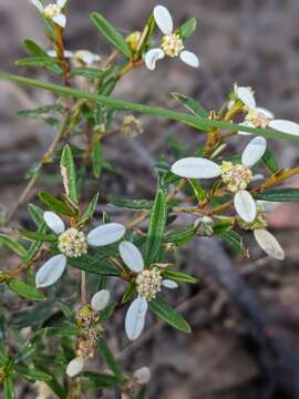 صورة Spyridium vexilliferum var. vexilliferum