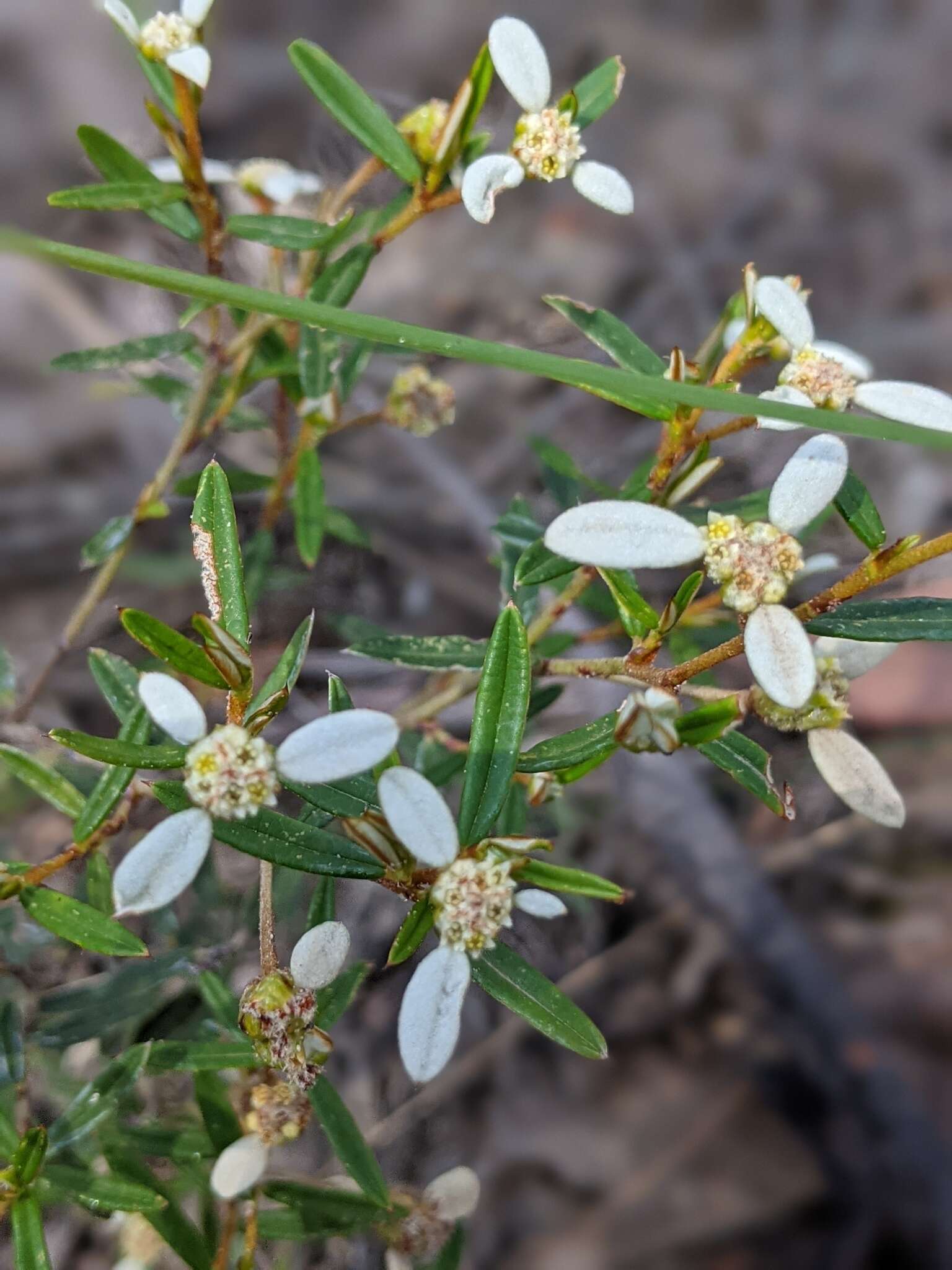 صورة Spyridium vexilliferum var. vexilliferum