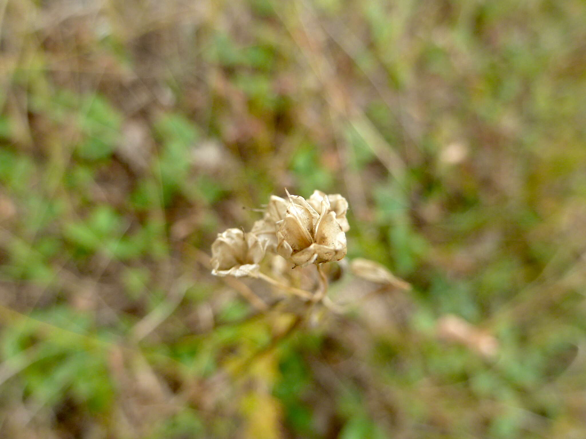 Image of field garlic