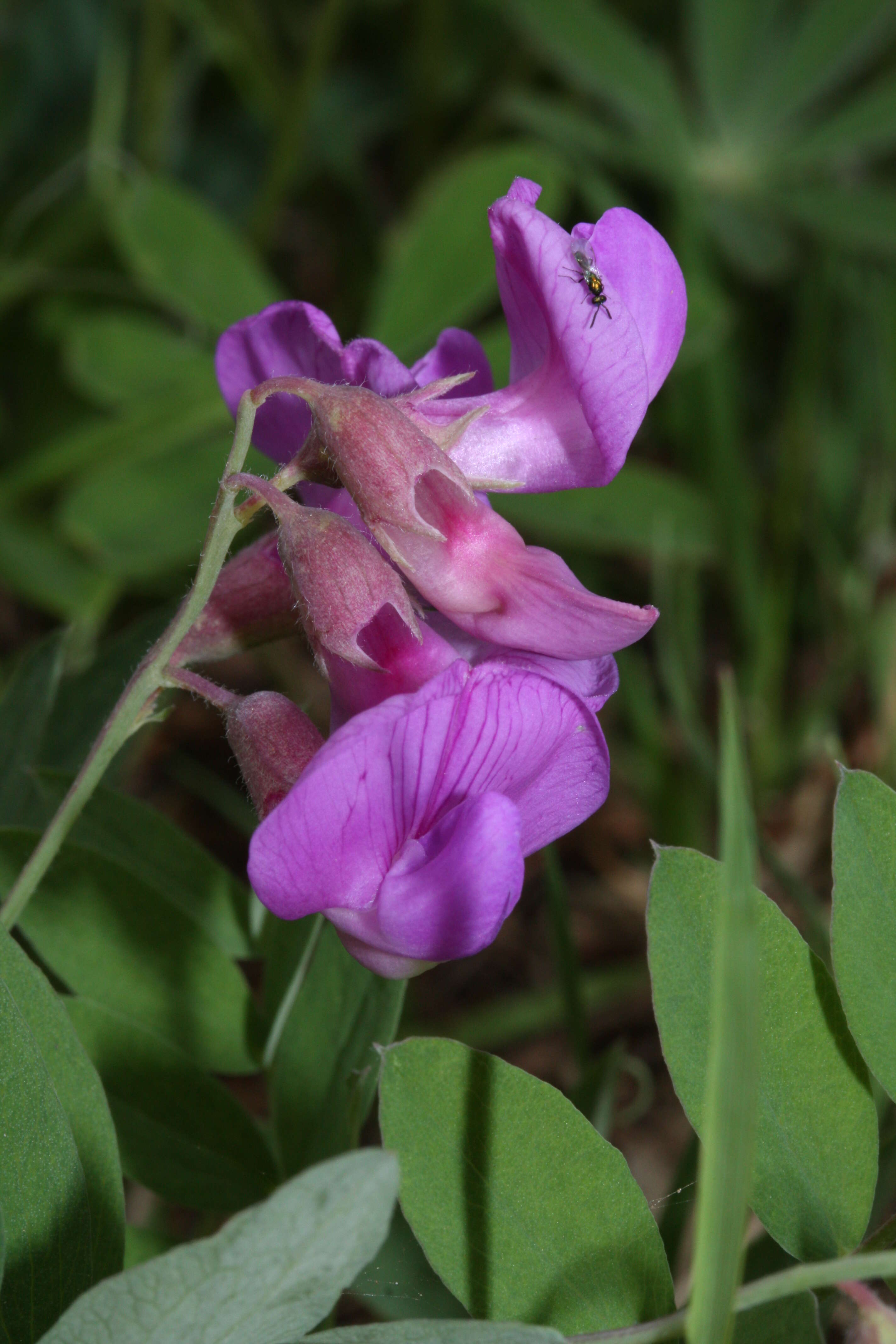 Image of American vetch