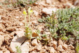 Image of Scutellaria orientalis L.