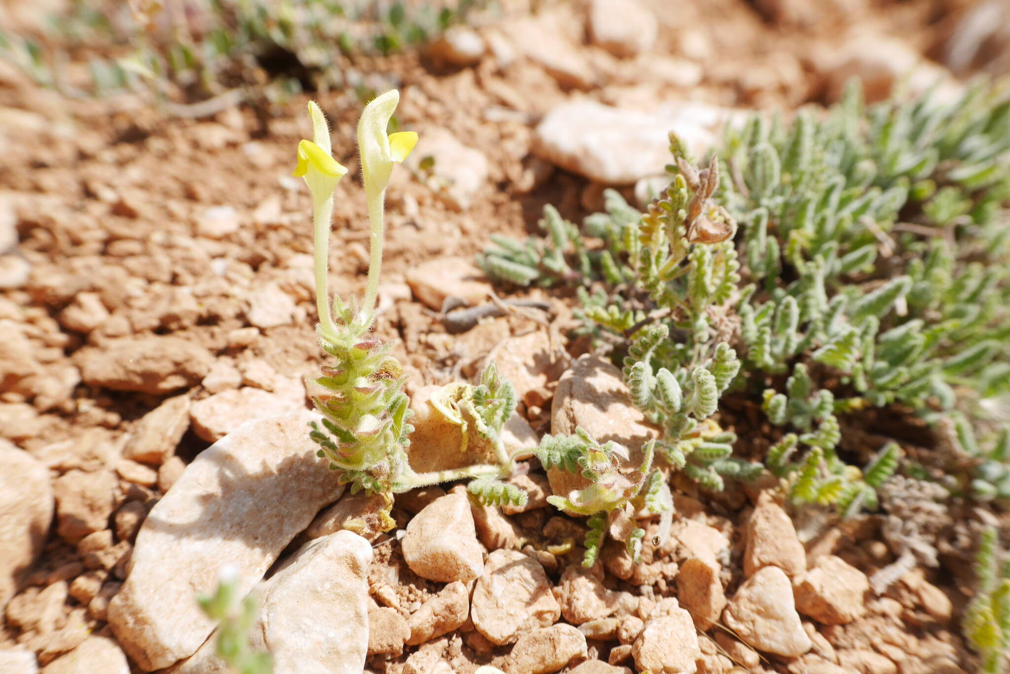 Image of Scutellaria orientalis L.