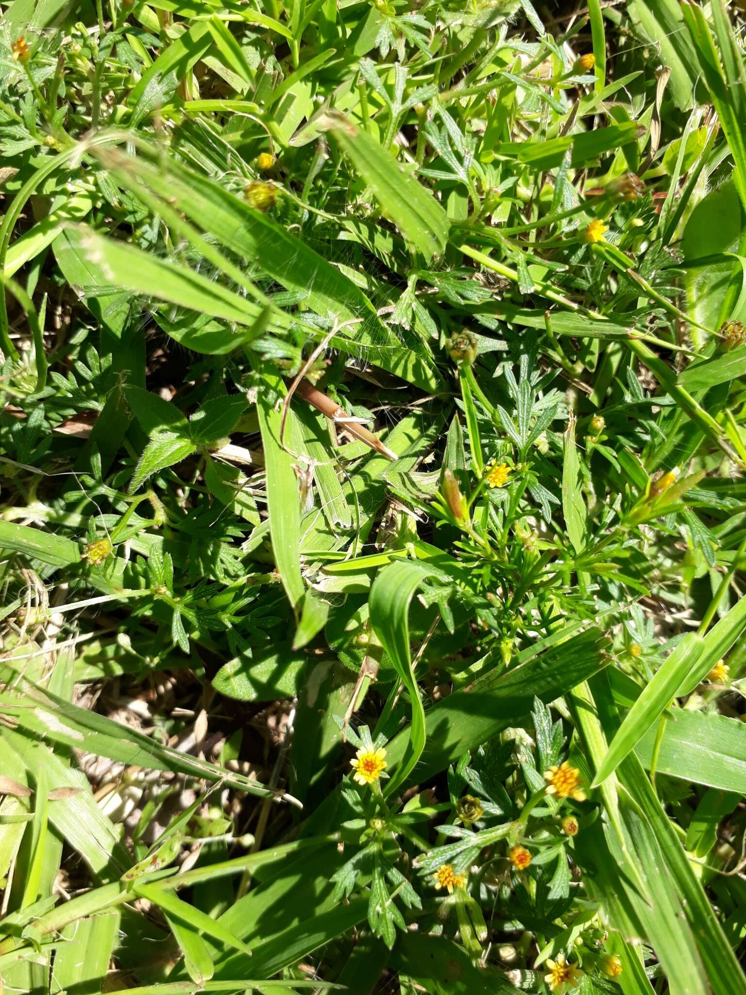Image of Chrysanthellum indicum subsp. mexicanum (Greenm.) B. L. Turner