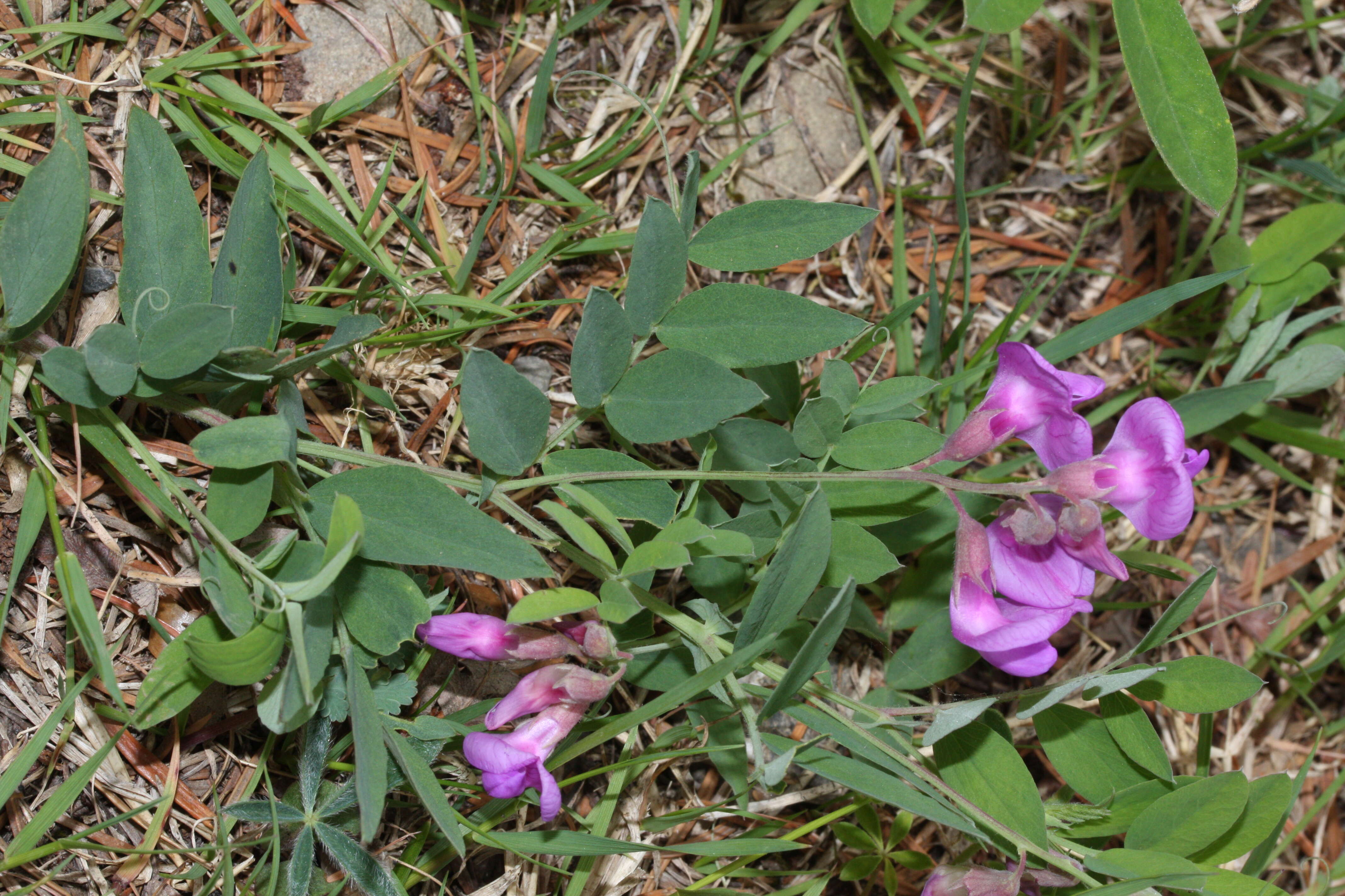 Image of American vetch