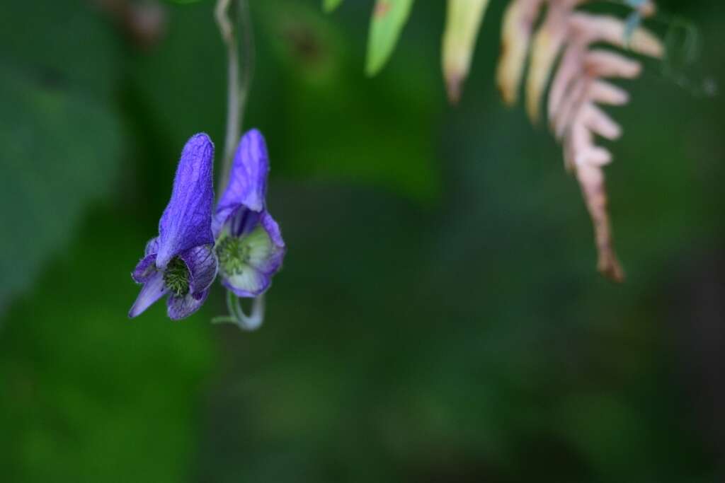 Image of Aconitum volubile Pall.