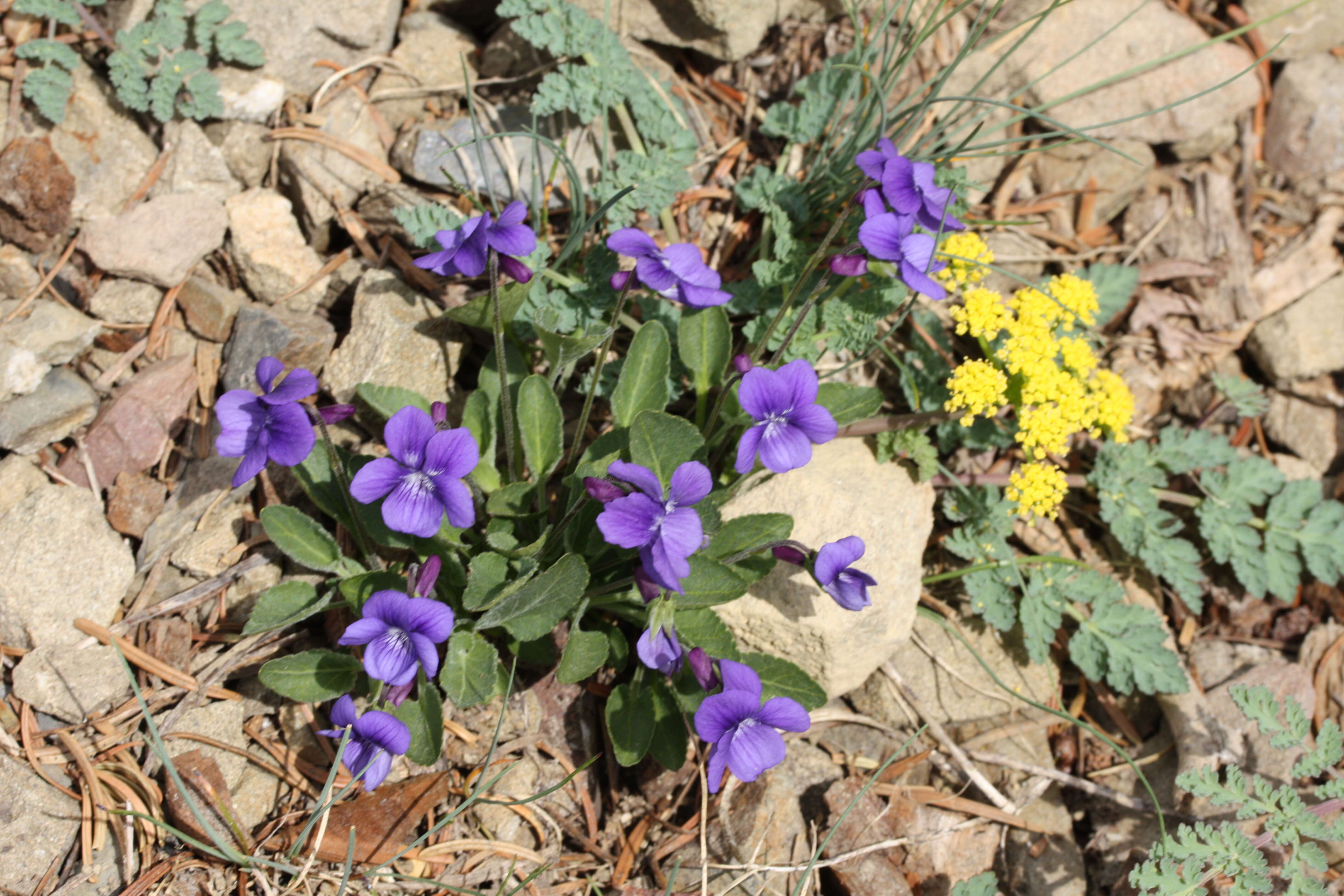 Image of Early Blue (Hook) Violet