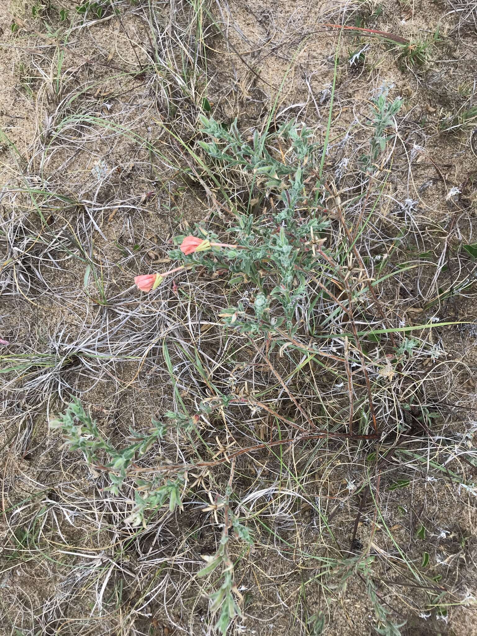 Imagem de Oenothera mollissima L.