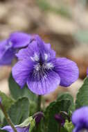 Image of Early Blue (Hook) Violet