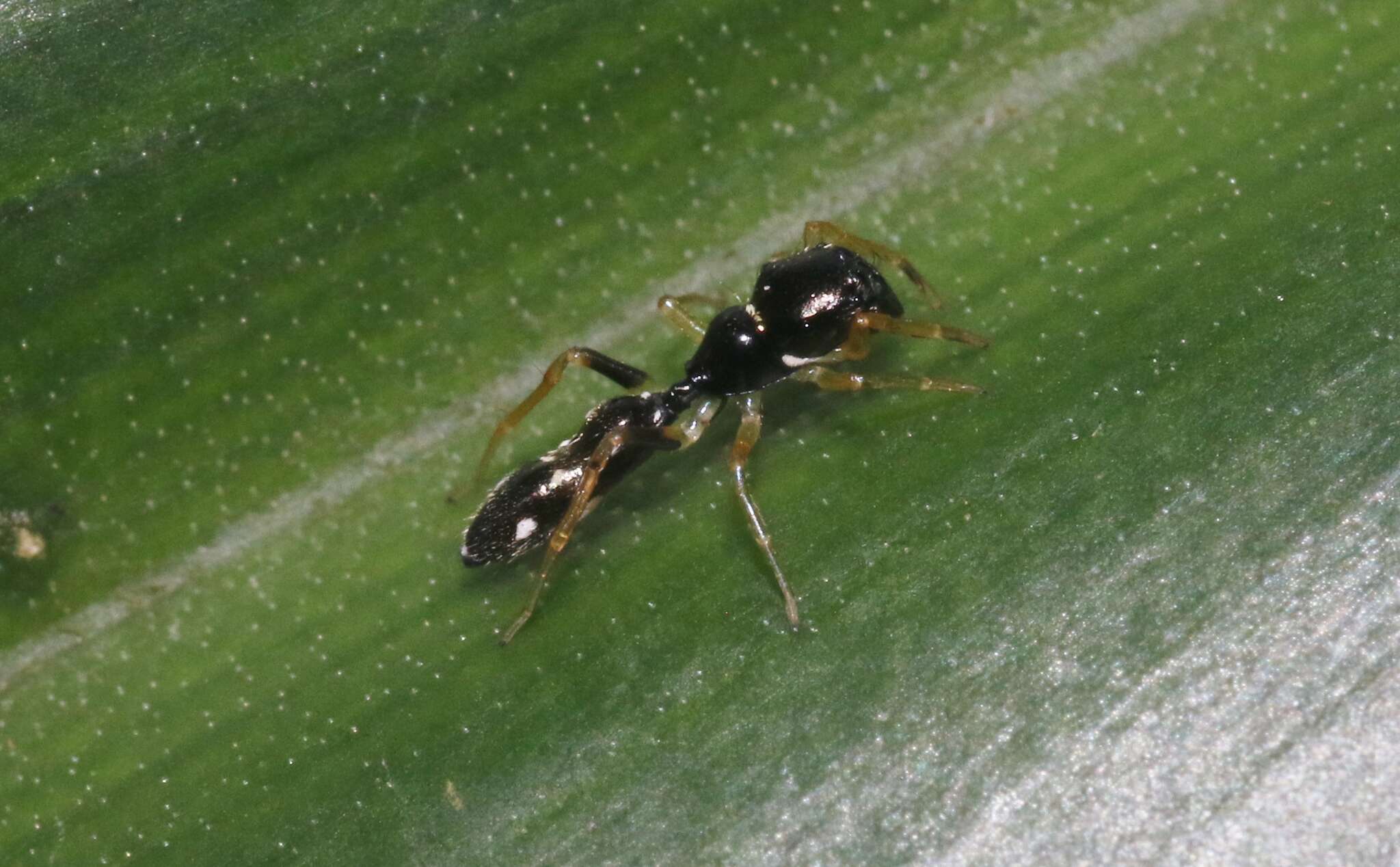 Image of Jumping spider