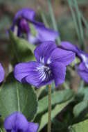 Image of Early Blue (Hook) Violet