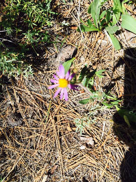 Eurybia integrifolia (Nutt.) G. L. Nesom resmi