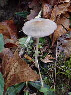 Image of Coprinellus xanthothrix (Romagn.) Vilgalys, Hopple & Jacq. Johnson 2001