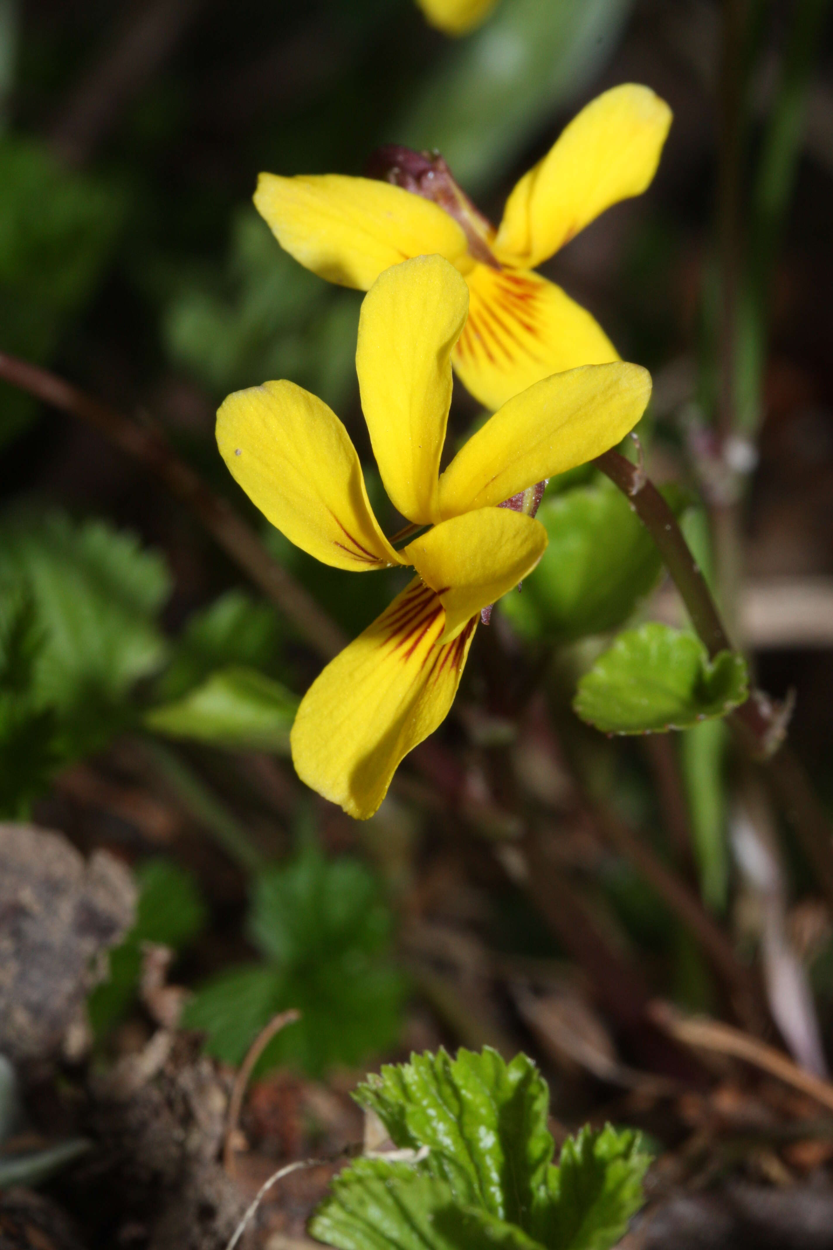 Image of Evergreen Violet