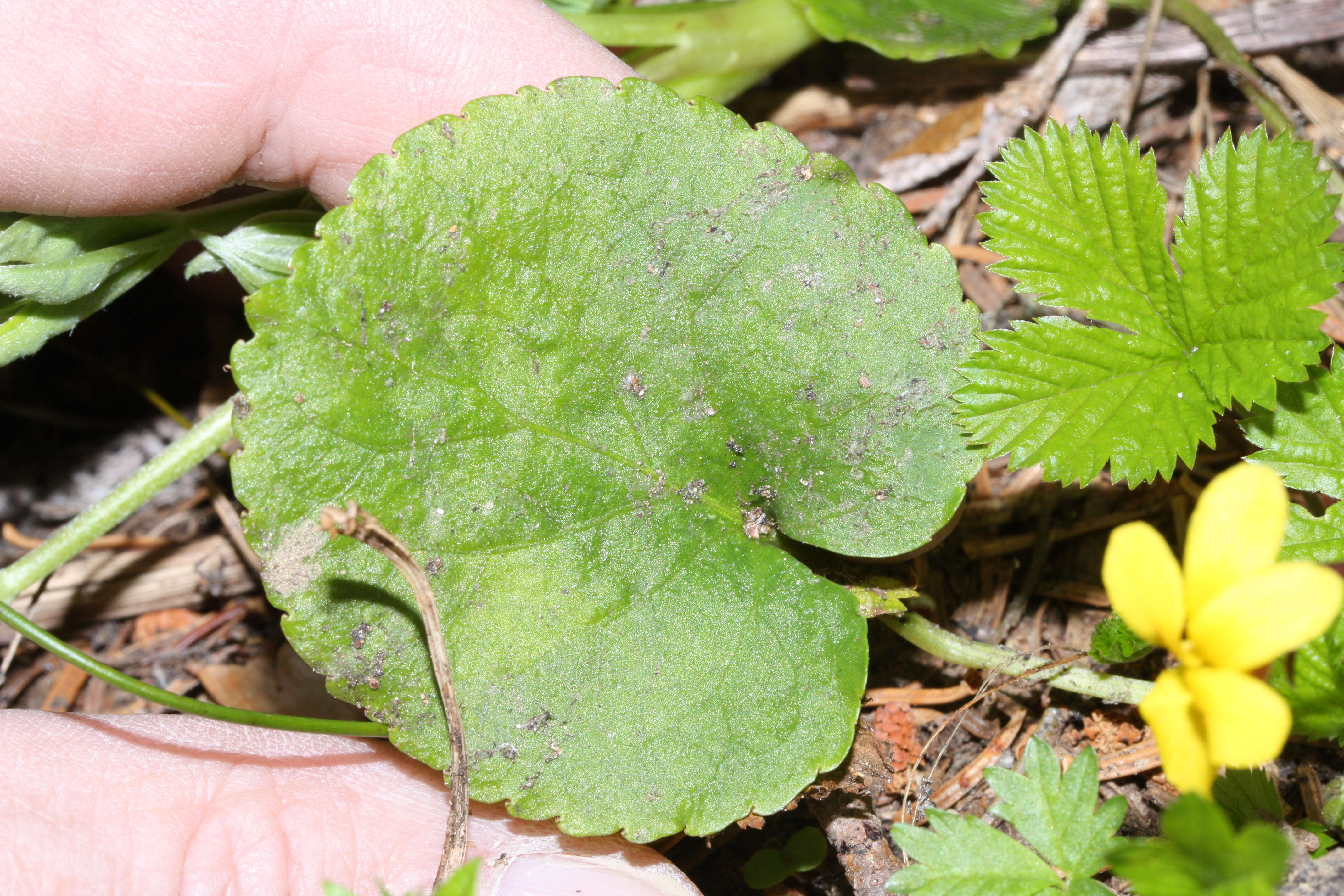 Image of Evergreen Violet