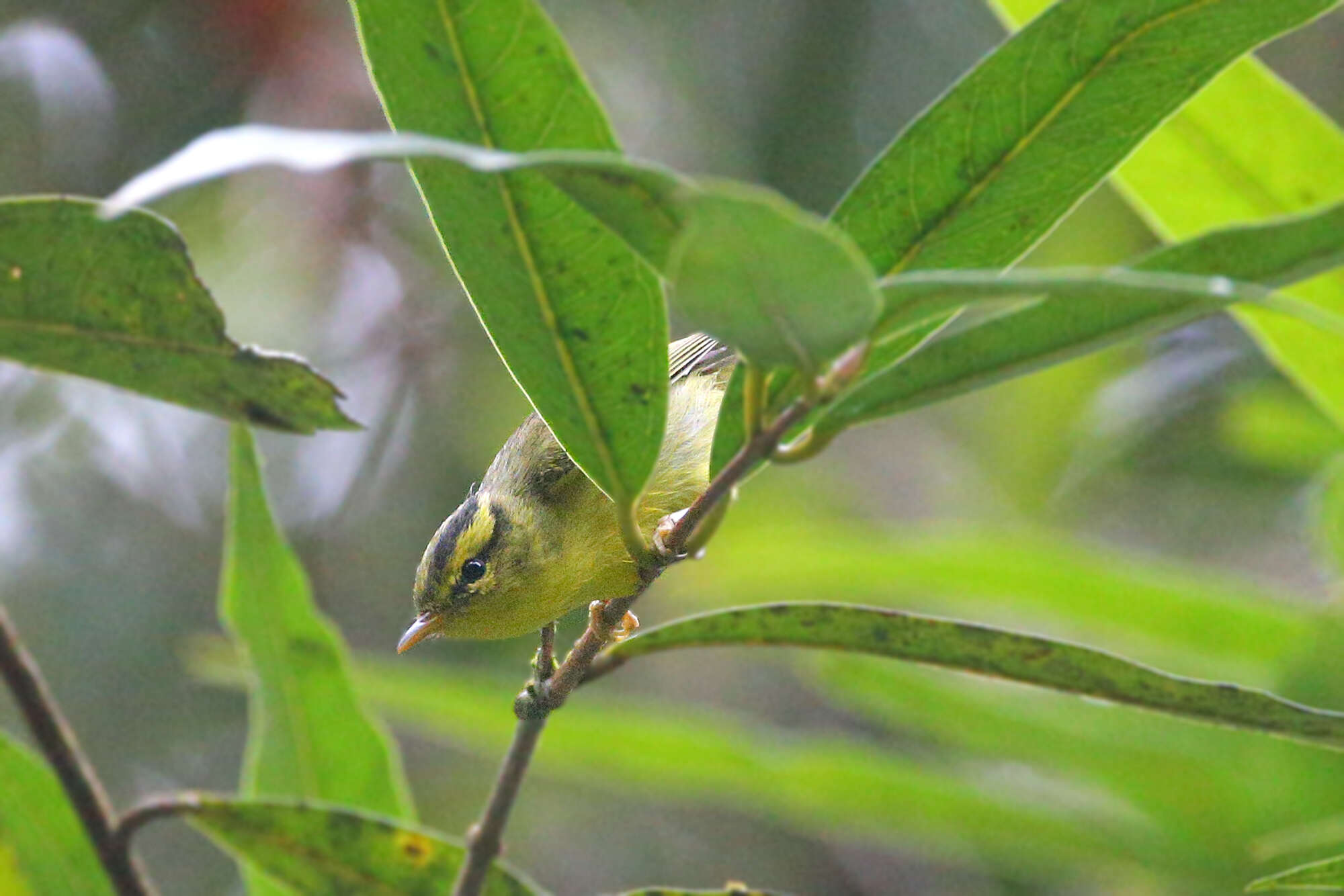 Imagem de Phylloscopus ricketti (Slater 1897)