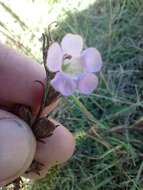 Image of Agalinis communis (Cham. & Schltdl.) W. G. D' Arcy